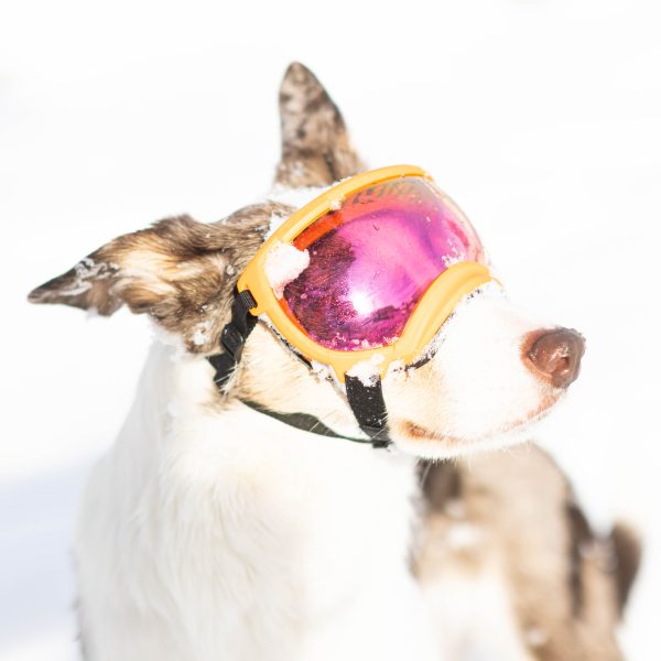 Rex Specs V2 hundebrille - ekstra rosa flerfarget glass - Bilde 3
