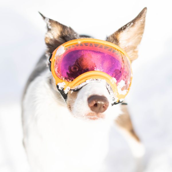 Rex Specs V2 hundebrille - ekstra rosa flerfarget glass - Bilde 2